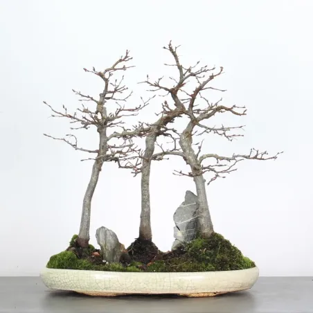 Bonsai Charmes Forêt CHF-1-9
