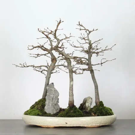 image supplémentaire - CHARME FORET "Carpinus" 1-9