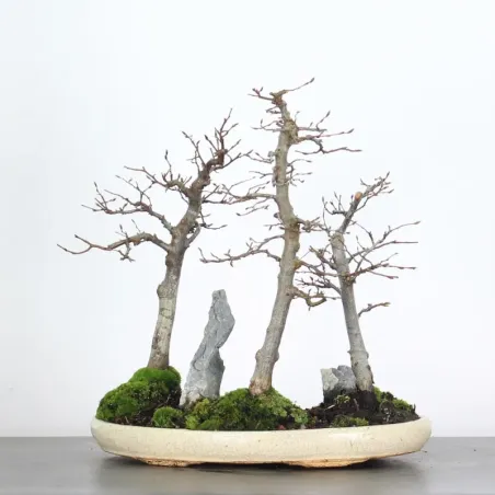 Bonsai Charmes Forêt CH-1-12