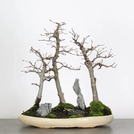 image supplémentaire - CHARME FORET "Carpinus" 1-12