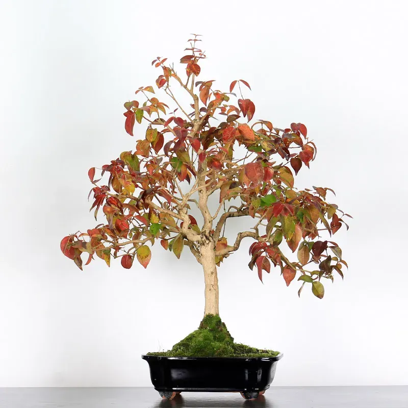 EUGÉNIA UNIFLORA 1-1