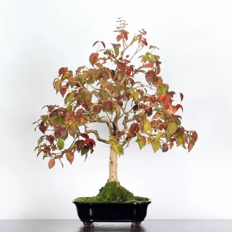 image supplémentaire - EUGENIA UNIFLORA 1-1