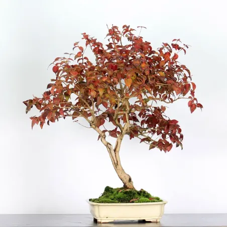 EUGENIA UNIFLORA 1-2