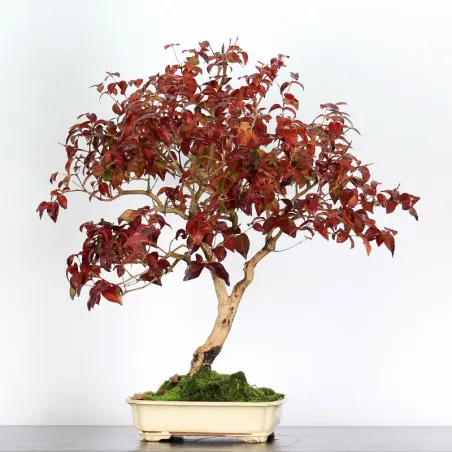 image supplémentaire - EUGENIA UNIFLORA 1-2