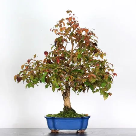 image supplémentaire - EUGENIA UNIFLORA 1-3