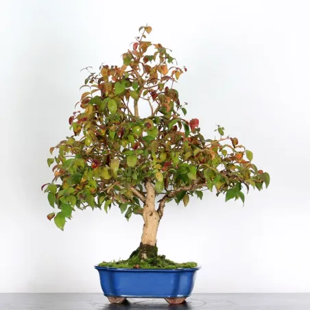 EUGENIA UNIFLORA 1-3