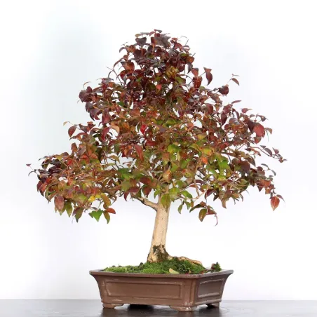 BONSAI EUGENIA 1-4