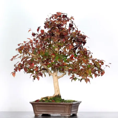 image supplémentaire - BONSAI EUGENIA 1-4
