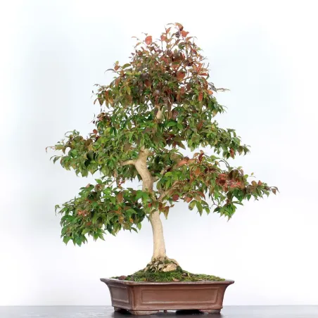 image supplémentaire - EUGENIA UNIFLORA 1-5