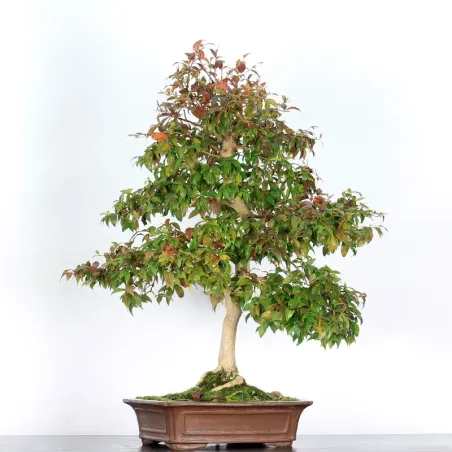 EUGENIA UNIFLORA 1-5