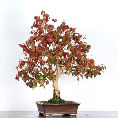 EUGÉNIA UNIFLORA 1-6