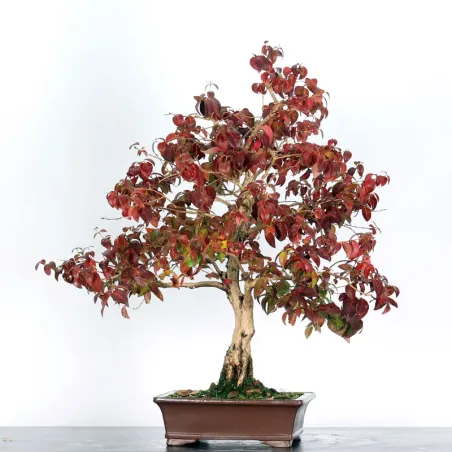 image supplémentaire - EUGENIA UNIFLORA 1-6