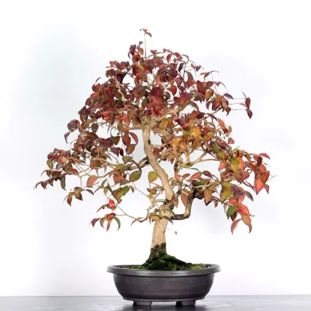 image supplémentaire - EUGENIA UNIFLORA 1-7