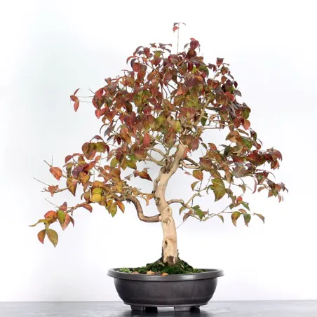 EUGENIA UNIFLORA 1-7