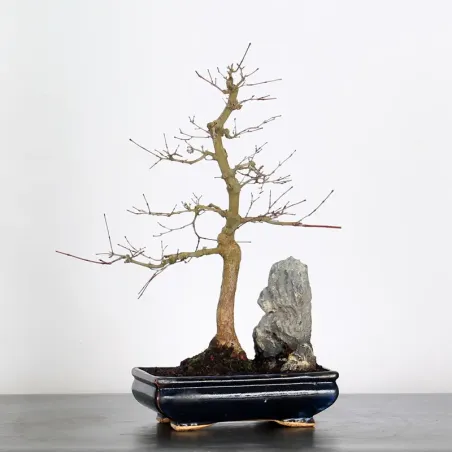 JAPANESE RED MAPLE "ACER DESHOJO" 1-1