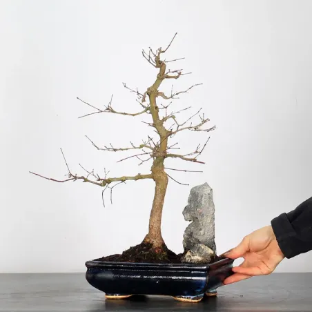 image supplémentaire - ÉRABLE ROUGE DU JAPON "ACER...