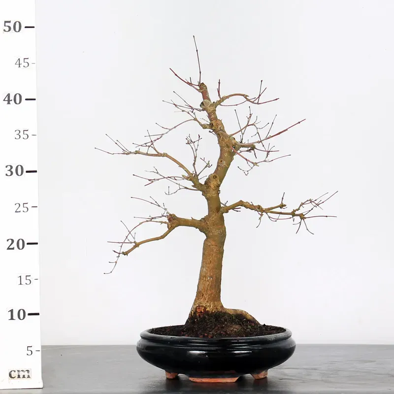 image supplémentaire - ÉRABLE ROUGE DU JAPON "ACER...