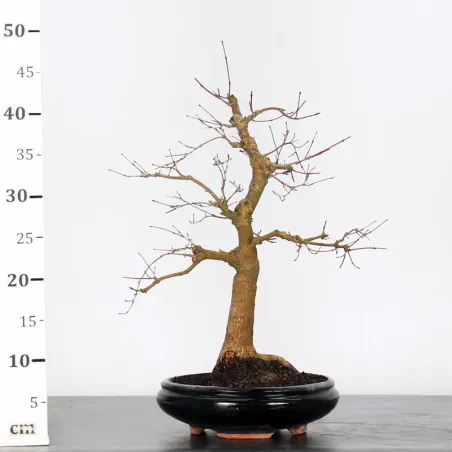 image supplémentaire - JAPANESE RED MAPLE "ACER...