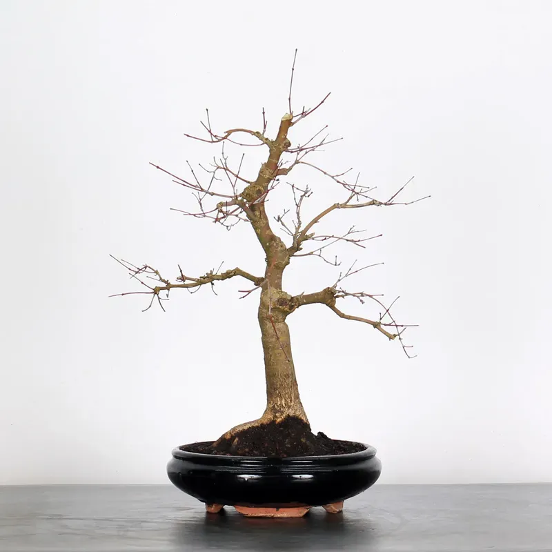 Bonsai Acer Deshojo AD-1-2