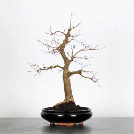 Bonsai Acer Deshojo AD-1-2
