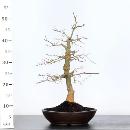 image supplémentaire - JAPANESE RED MAPLE "ACER...