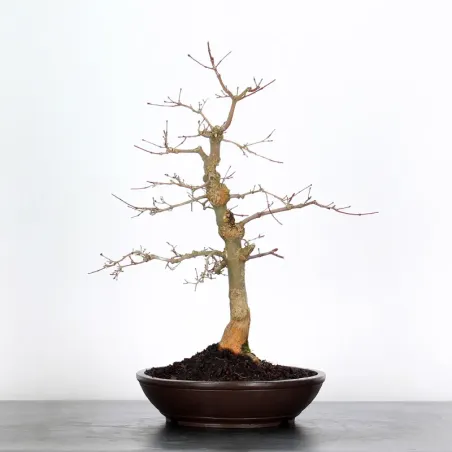 Bonsai Acer Deshojo AD-1-4