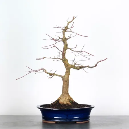 JAPANESE RED MAPLE "ACER DESHOJO" 1-5