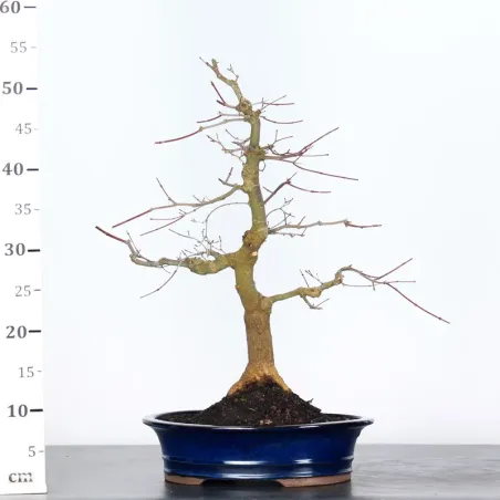 image supplémentaire - JAPANESE RED MAPLE "ACER...