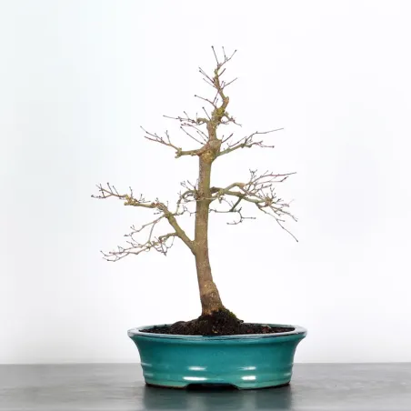 Bonsai Acer Deshojo AD-1-6