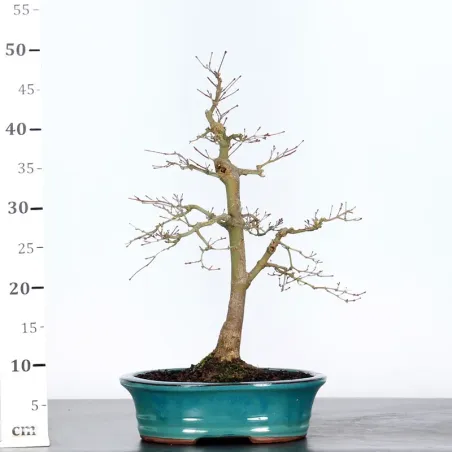 image supplémentaire - ÉRABLE ROUGE DU JAPON "ACER...