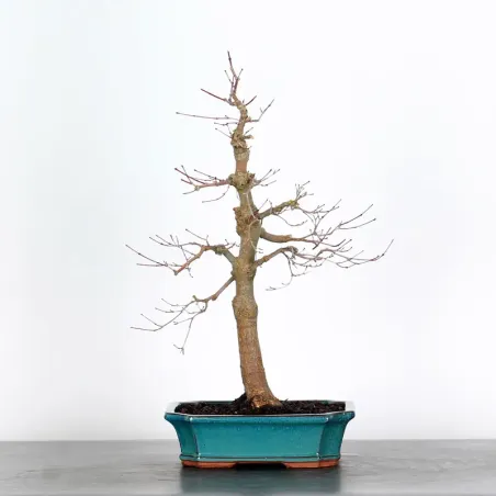 Bonsai Acer Deshojo AD-1-7