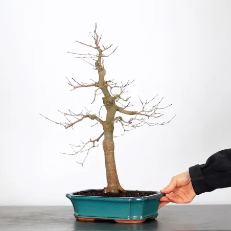 image supplémentaire - ÉRABLE ROUGE DU JAPON "ACER...