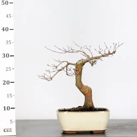 image supplémentaire - JAPANESE RED MAPLE "ACER...