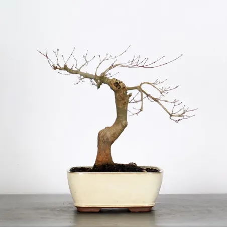 JAPANESE RED MAPLE "ACER DESHOJO" 1-8