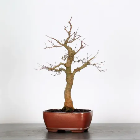 Bonsai Acer Deshojo AD-1-9