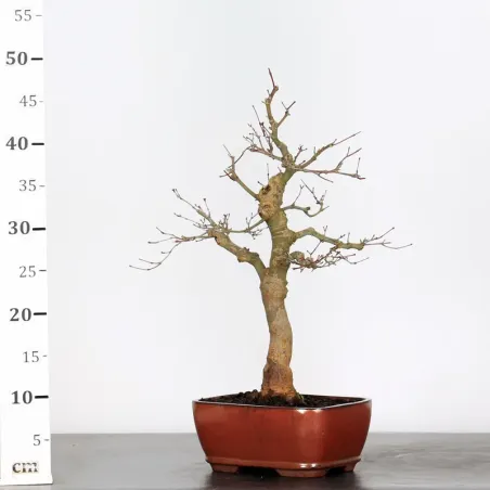 image supplémentaire - JAPANESE RED MAPLE "ACER...