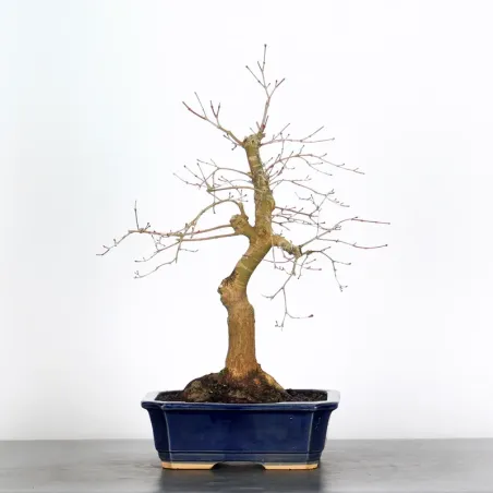 JAPANESE RED MAPLE "ACER DESHOJO" 1-10