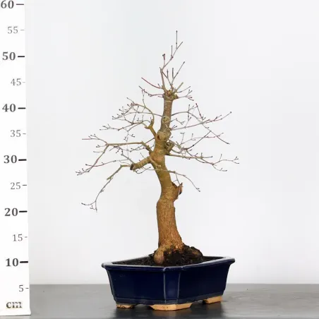 image supplémentaire - JAPANESE RED MAPLE "ACER...