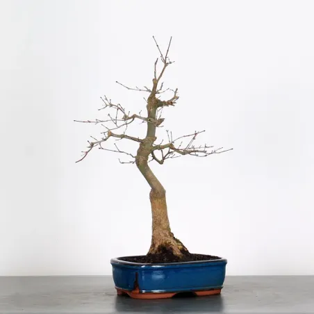 JAPANESE RED MAPLE "ACER DESHOJO" 1-11