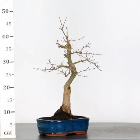 image supplémentaire - JAPANESE RED MAPLE "ACER...