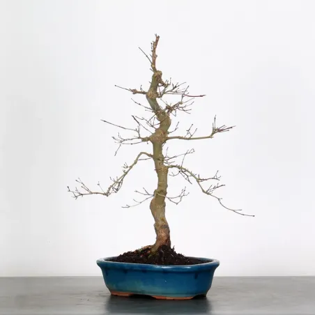 JAPANESE RED MAPLE "ACER DESHOJO" 1-12