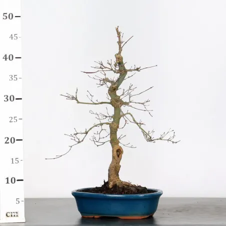 image supplémentaire - ÉRABLE ROUGE DU JAPON "ACER...