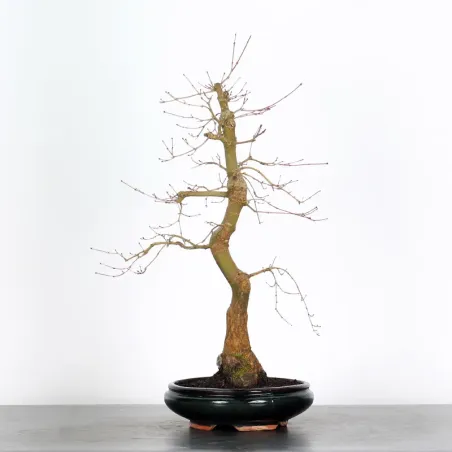 ÉRABLE ROUGE DU JAPON "ACER DESHOJO" 1-13