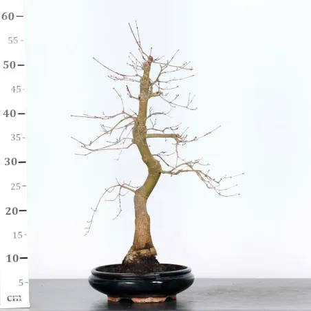 image supplémentaire - JAPANESE RED MAPLE "ACER...