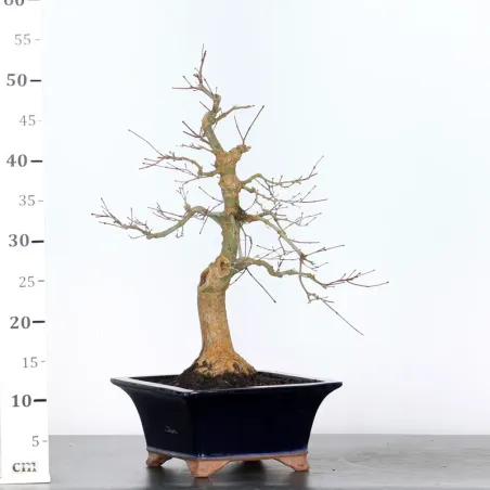 image supplémentaire - JAPANESE RED MAPLE "ACER...