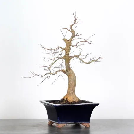 JAPANESE RED MAPLE "ACER DESHOJO" 1-14