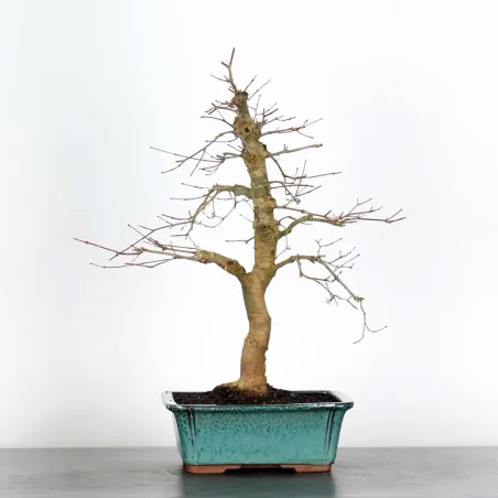 ÉRABLE ROUGE DU JAPON "ACER DESHOJO" 1-15