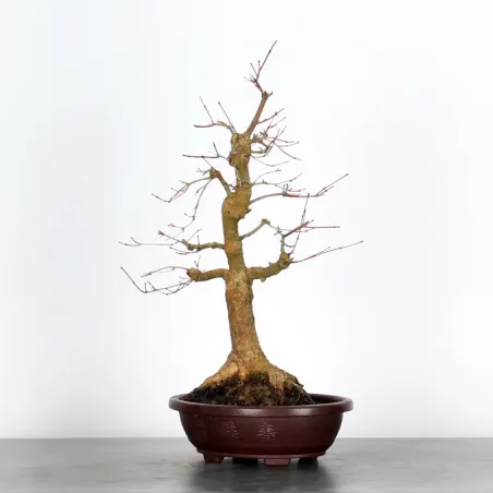 JAPANESE RED MAPLE "ACER DESHOJO" 1-16