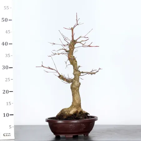 image supplémentaire - JAPANESE RED MAPLE "ACER...