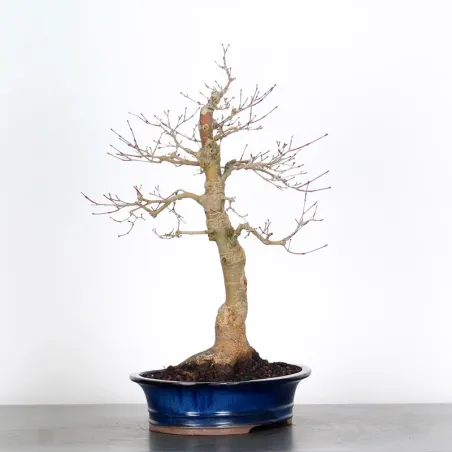 ÉRABLE ROUGE DU JAPON "ACER DESHOJO" 1-17